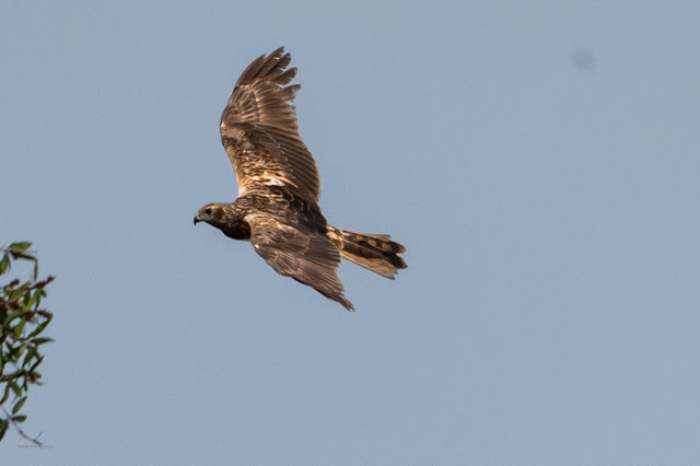 An Bui 2024 Dong Thap - Oriental Honey Buzzard (Diều Ăn Ong)