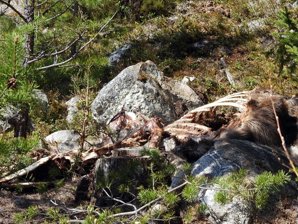 17. mai feiring Postvegen Garnås