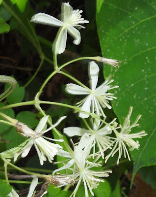 串鼻龍的花序