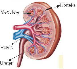 Alat Ekskresi Ginjal