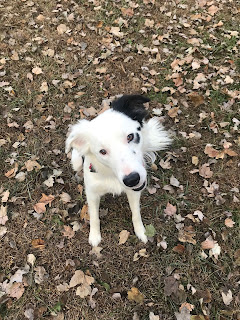 99+ Border Collie Puppies For Sale Near Me Craigslist