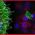 T-cells-in-green-attacking-a-cancerous-cell_Lab-Roots