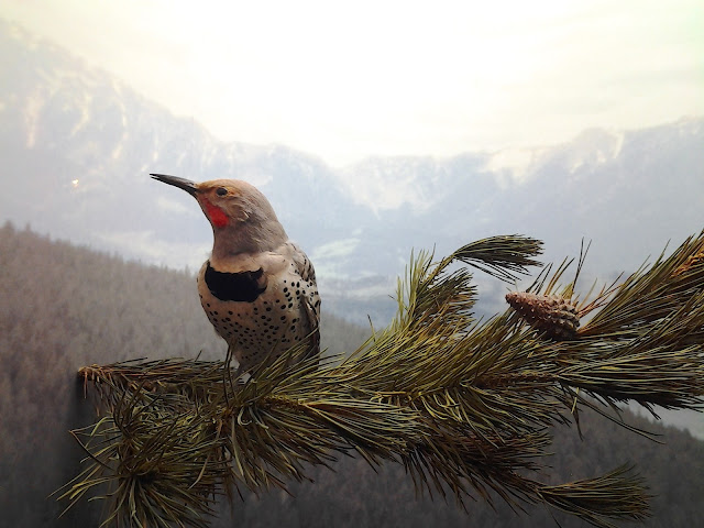 royal alberta museum flicker