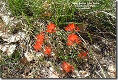 flowers1[1]