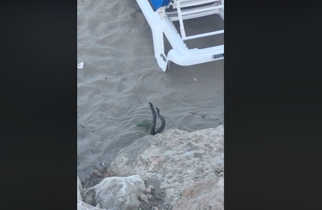 Video of two black snakes mating on Cyprus beach goes viral!