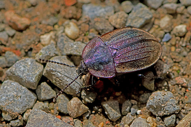 Silpha atrata the Black Snail Beetle