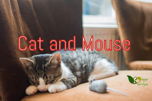 Cat and Mouse, cats movie ,dogs and cats, cats for sale, battle cats, cats cast, funny cats, black cats, big cats, dont fuck with cats,