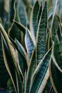 Snake plant