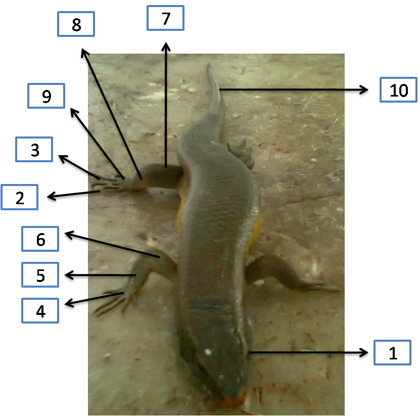 Laporan Praktikum Anatomi  Hewan Reptilia Mabouya 