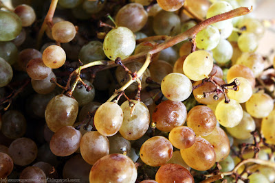 Le 'clairette' est plus tardif que le 'muscat', autre cépage cultivé dans la région. Ses grains sont généralement plus petits et moins sucrés, mais après une telle maturation, c'est du concentré de sucre