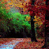 Autumn Beautiful Forest desktop wallpaper
