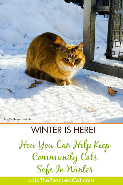 feral cat winter care