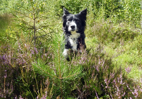 border collie skautur røsslyng