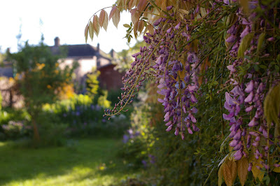 wisteria sau glicina