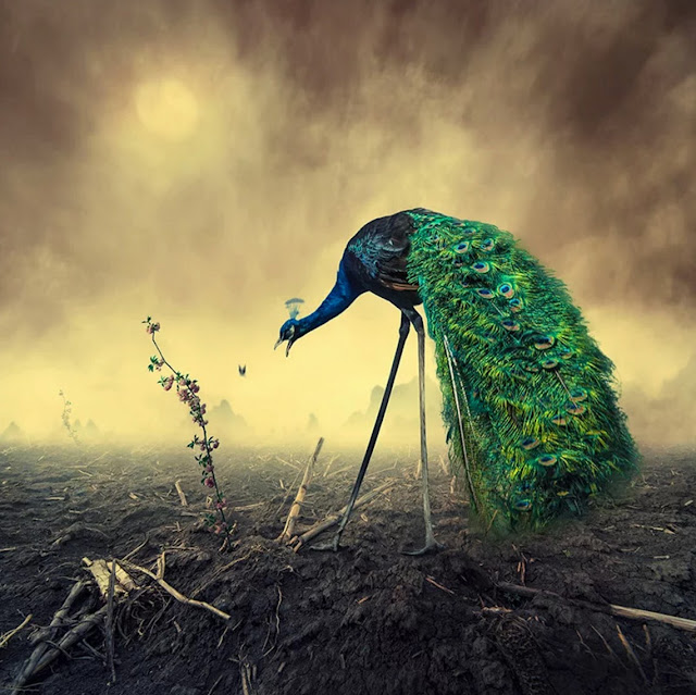 Green Pear Diaries, fotografía, foto manipulación, Caras Ionut