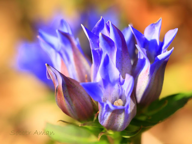 Gentiana scabra