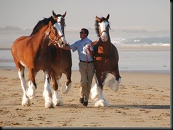 clydesdales on the beach