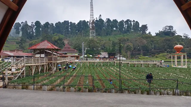 Dusun Strawberry Walini Ciwidey Bandung: Wisata Agro Edukasi dan Penginapan Seru