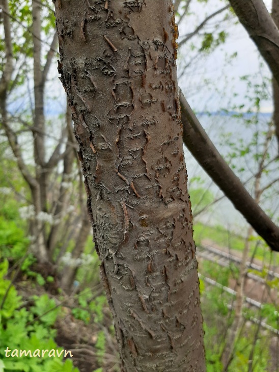 Маакия амурская (Maackia amurensis)