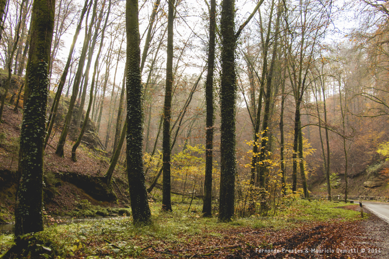 mullerthal trail em Luxemburgo no outono