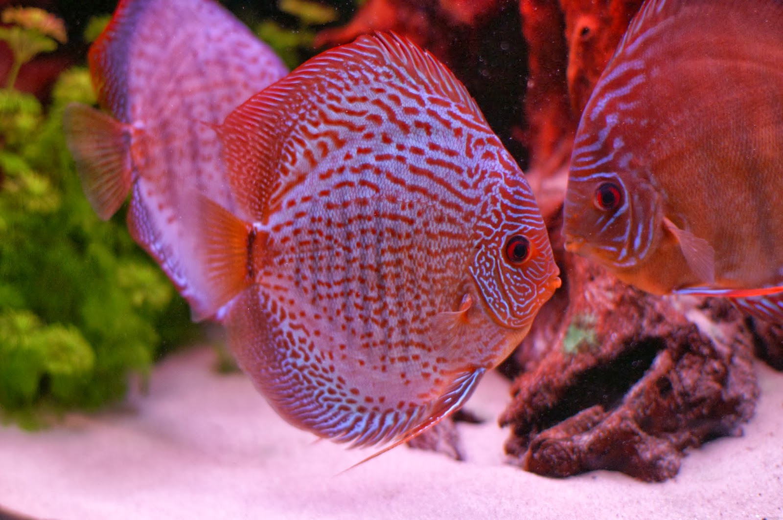 fish share IKAN  HIAS  SYMPHYSODON YANG  CANTIK  9