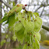 आरद्रक घृतम् / ആവിൽ - Ulmus rubra