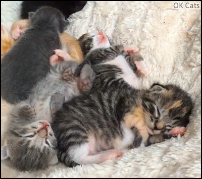 Cute Kitten GIF • 2 adorable tiny kitties sleeping and dreaming together. They are so cute [ok-cats.com]
