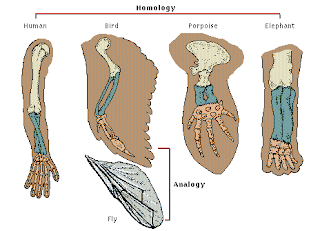 Teori-teori Evolusi  Pusat Biologi