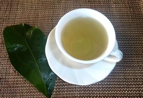 cara mengolah daun alpukat menjadi teh herbal