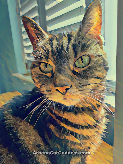 tabby cat close up