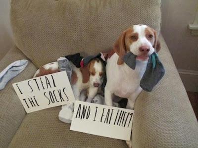 Funny Dog Humor : I steal Socks