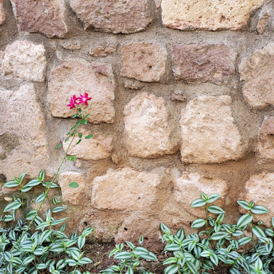 low border of plants with green and white striped leaves in front of a stone wall. a tall thorn stemmed star-shaped flower cluster leans in to the shot from the left.