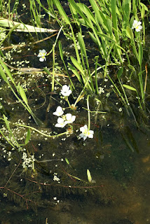 Sagittaire graminoïde - Sagittaire à feuilles de graminées - Sagittaria graminea