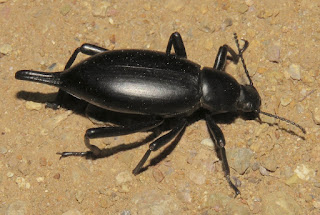 Eleodes sp., desert stink beetle