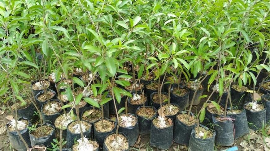 jual pohon bibit sawo manila yang cepat berbuah sulawesi selatan Jawa Timur