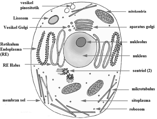 STRUKTUR DAN ORGANEL SEL  MATERI DAN SOAL  IPA UNTUK SMA