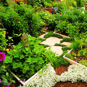 Raised Bed Vegetable Garden