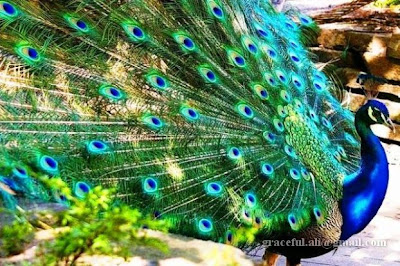 indian national bird peacock