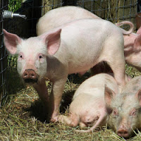 Animal Feed Section
