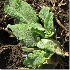 Foxglove