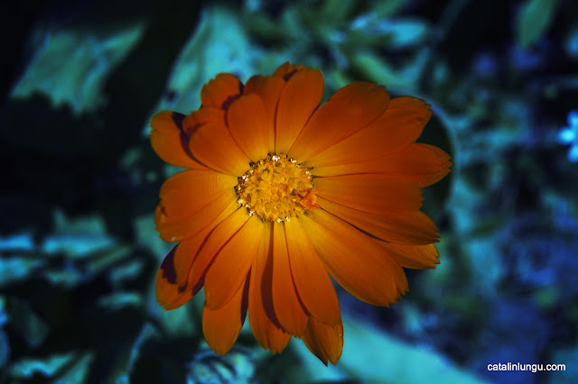 Orange Flower