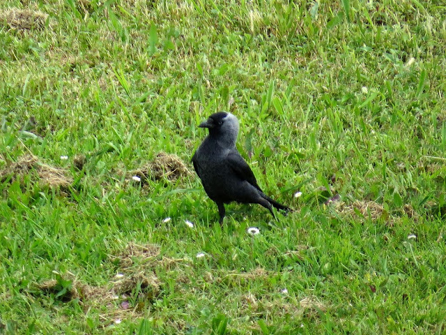 Hooded crow, Fortezza Nuova, Livorno