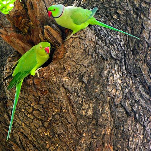 A Call from the Rose-Ringed Parakeet.