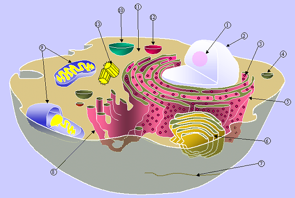 animal cell labeled project