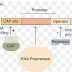 LAC OPERON 