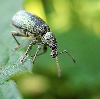 Gambar Larva Weevil