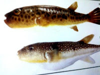 salah satu jenis ikan buntal (ikan fugu)