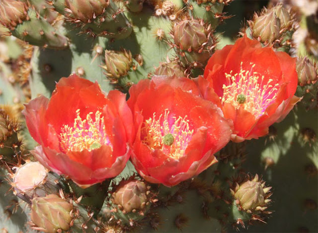 Beautiful Cactus Flowers6