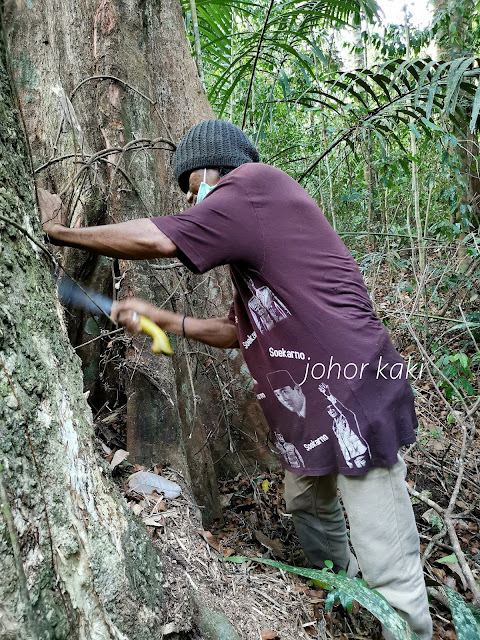 Wild Agarwood in Bangka Indonesia. King of Incense, Scent from Heaven