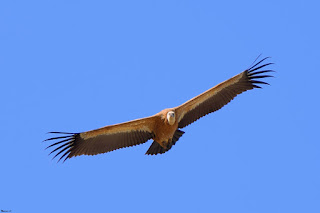 buitre-leonado-gyps-fulvus-vuelo-en-solitario-